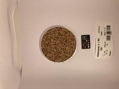 Click for 1 image(s) for this accession. SEED